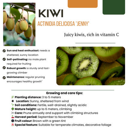 Rośliny kiwi - Organiczne - ↕20cm - Ø13cm - 6x
