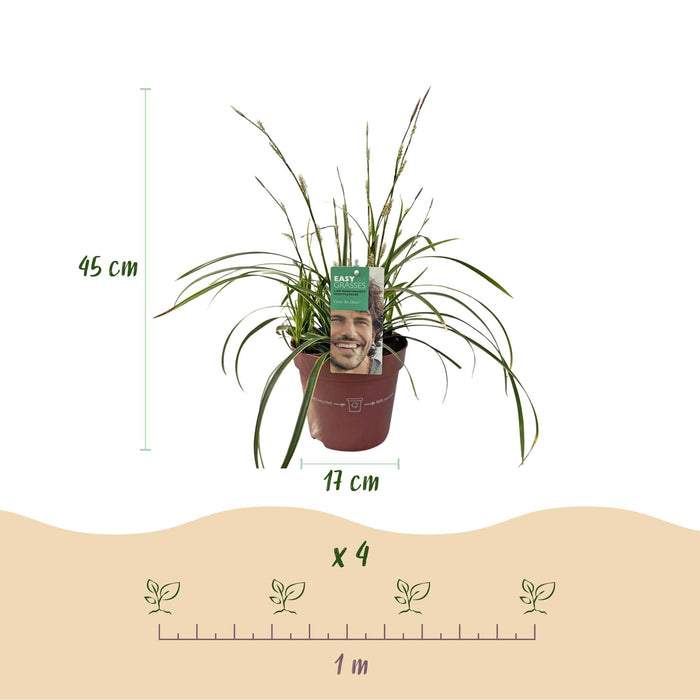 Siergrassen - Carex morrowii Ice Dance  - Wit & Groen - 4 Planten - Bladhoudend - Weinig Onderhoud - Pot 17cm Hoogte 50cm