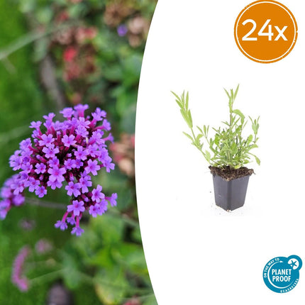 Verbena Bonariensis - IJzerhard - ↕10-25cm - Ø9cm - 24x