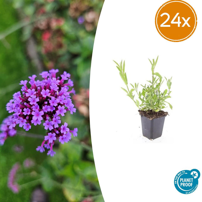 Verbena Bonariensis - Hierba de hierro - ↕10-25cm - Ø9cm - 24x