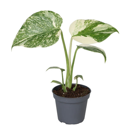 Monstera Creme Brulee - Groen - Creme - Tropisch - Ø6cm - ↕14cm