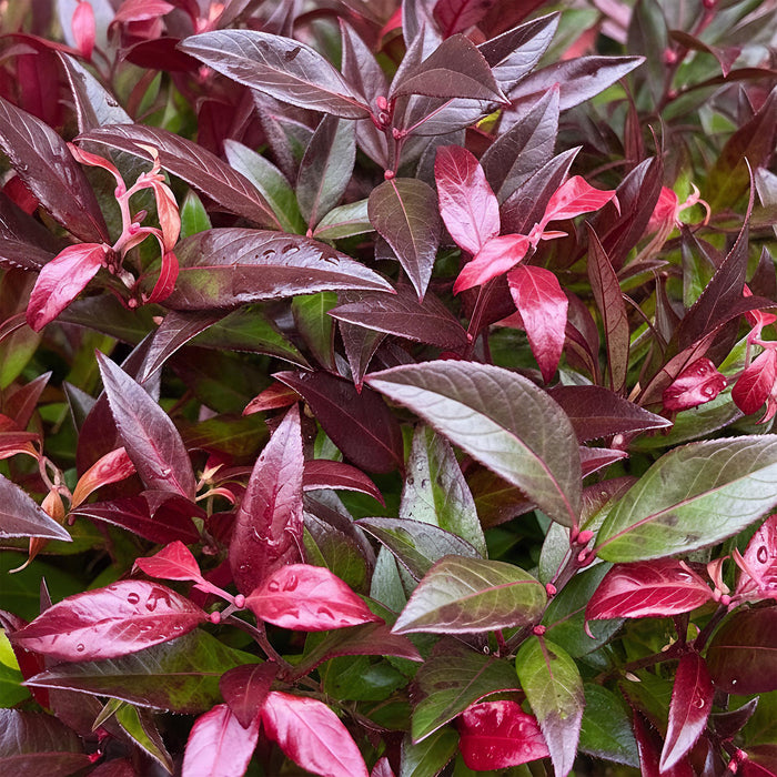 Leucothoe Zeblid - Rood - 2 Planten - Groenblijvend - Weinig Onderhoud - Pot 17cm Hoogte 45cm