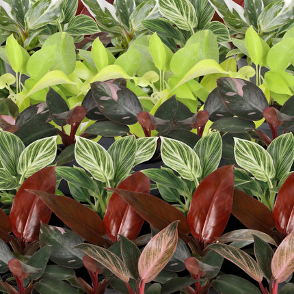 Baby Philodendron Family 6x - Wit - Roze - Geel - Groen - Rood - Tropisch - incl. Linnea Olive - Ø6cm - ↕10-15cm
