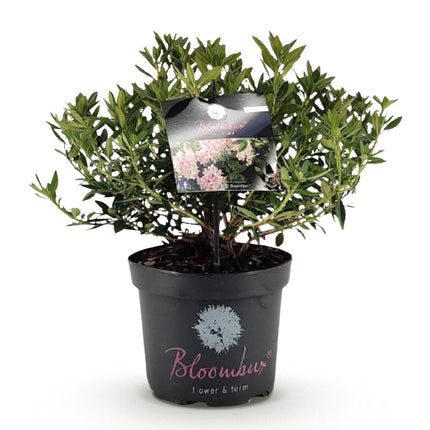 Dwerg Rhododendron - Rhododendron Bloombux Light Pink - Bloeiende Buxus - Licht Roze Bloem - ↕45-55cm - Ø23cm