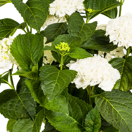 Hortensia Macrophylla Hvid Ø24cm - ↕70 - 80cm