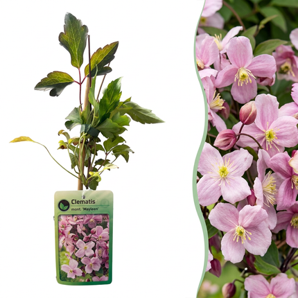 Clematis mont. 'Mayleen' - Bergclematis - Licht Roze - Klimplant - Ø9cm - ↕35cm