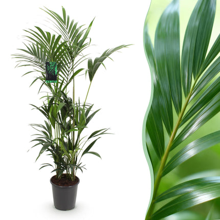 Howea Forsteriana - Kentia Palm - ↕160-170cm - Ø27cm