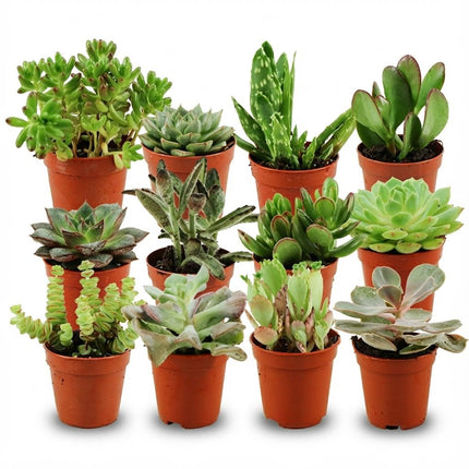 Mini-Sukkulenten-Mix – ↕5–10 cm – Ø5,5 cm – 12 Stück