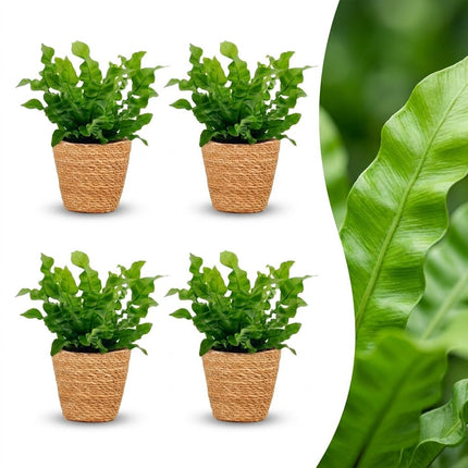 Asplenium Crispy Wave - met Mand - ↕30cm - Ø12cm - 4x