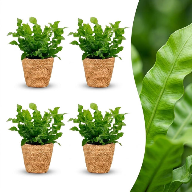 Asplenium Crispy Wave - with Basket - ↕30cm - Ø12cm - 4x