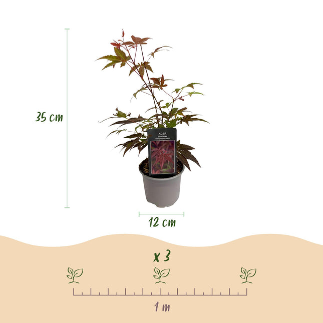Japanese Maple - Acer Palmatum Atropurpureum - Purple - ↕35cm - Ø12cm
