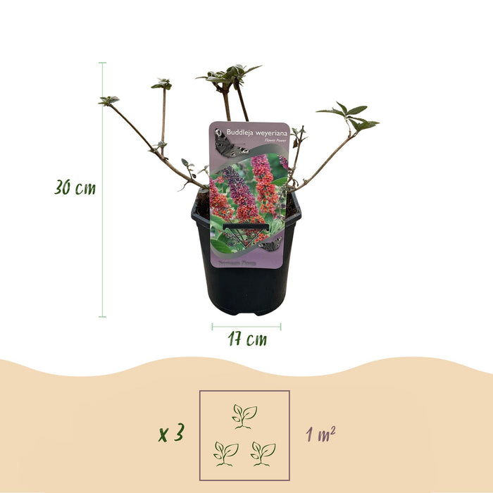 Vlinderstruik - Buddleja Davidii Flower Power - Bloem Oranje Paars - ↕30cm - Ø17cm - 1x