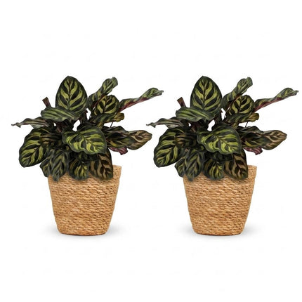Calathea Makoyana - Pauwenplant - 2x - met Mand - Pot 12cm - Hoogte - 25cm