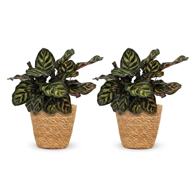 Calathea Makoyana - Planta pavo real - 2 unidades - con cesta - Maceta de 12 cm - Altura: 25 cm