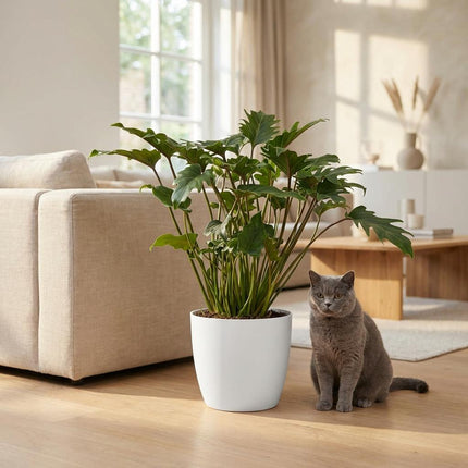Philodendron Xanadu - Groen - met witte pot - ↕60cm - Ø19cm