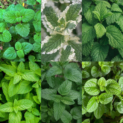 Borderpakket - Theekruiden - Diversen - Soorten en kleuren - 12 Planten - Pot 11cm - Hoogte 15-25cm