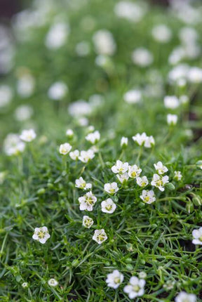 Sagina Subulata - Priemvetmuur - ↕10-25cm - Ø9cm - 12x