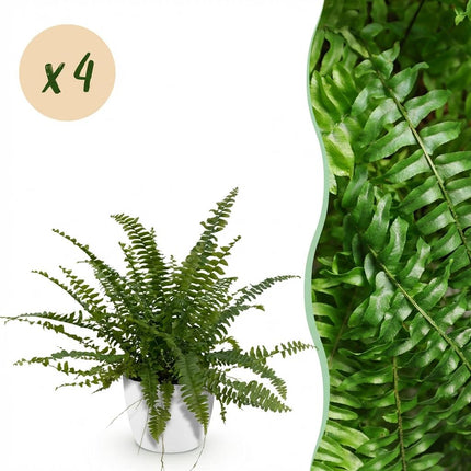 Nephrolepsis exaltata Green Lady - Fern - with white plant pots - ↕25cm - Ø12cm - 4x