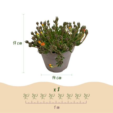 Couvre-sol rustique - Delosperma Jewel of Dessert - Lot de 4 - Coloris : rouge, orange, violet, rose - Entretien facile - Pot de 14 cm - Hauteur : 17 cm