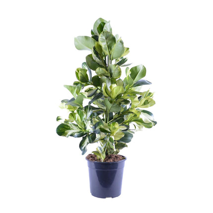 Clusia Rosea White Star - ↕95cm - Ø24cm