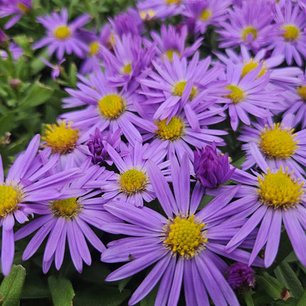 Aster (D) 'Professor Anton Kippenberg' - ↕10-25cm - Ø9cm - 48x