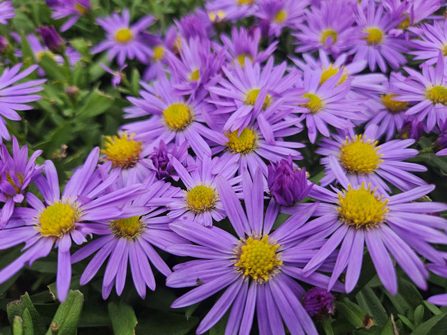 Aster (D) 'Professor Anton Kippenberg' - ↕10-25cm - Ø9cm - 48x