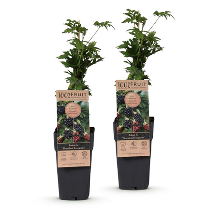 Rubus fruticosus Sempreverde Senza Spine - Pianta di Mora - Senza Spine - Mora - 2 Piante - Vaso da 15 cm - Altezza 50 cm
