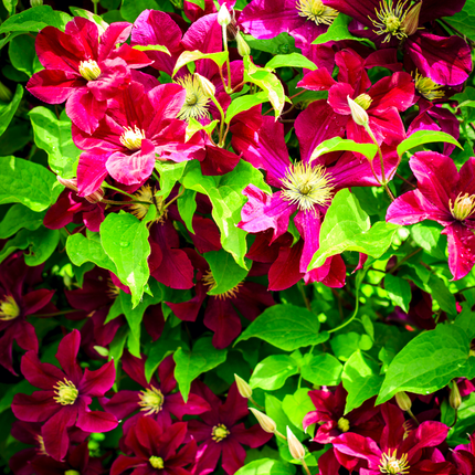 Clematis ‘Rouge Cardinal’ 3x – P9 pot – prachtige rood bloeiende klimplant
