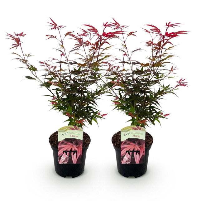 Japanese Maple - Acer palmatum Shaina - Red - ↕70cm - Ø19cm - 2x