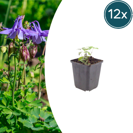 Aquilegia vulgaris - Akelei - ↕10-25cm - Ø9cm - 12x