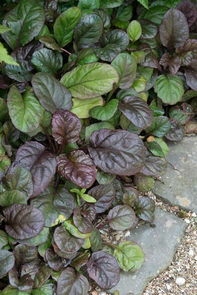 Ajuga reptans 'Catlin's Giant' - Kruipend Zenegroen - ↕10-25cm - Ø9cm - 24x