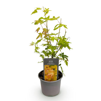 Japanse Esdoorn - Acer Palmatum Orange Dream - Oranje - ↕35cm - Ø12cm