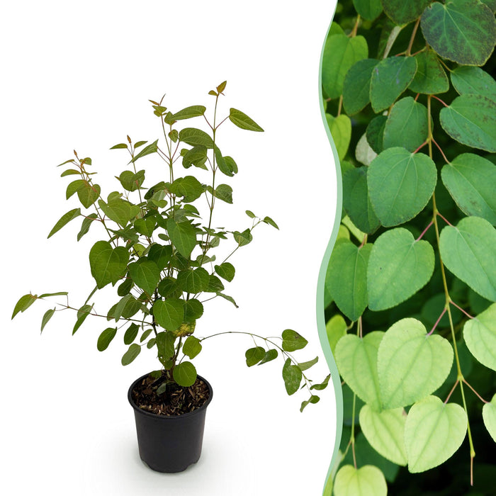 Cercidiphyllum japonicum - Groen 1 Plant - Bladverliezend - Weinig Onderhoud - Pot 12cm Hoogte 35cm