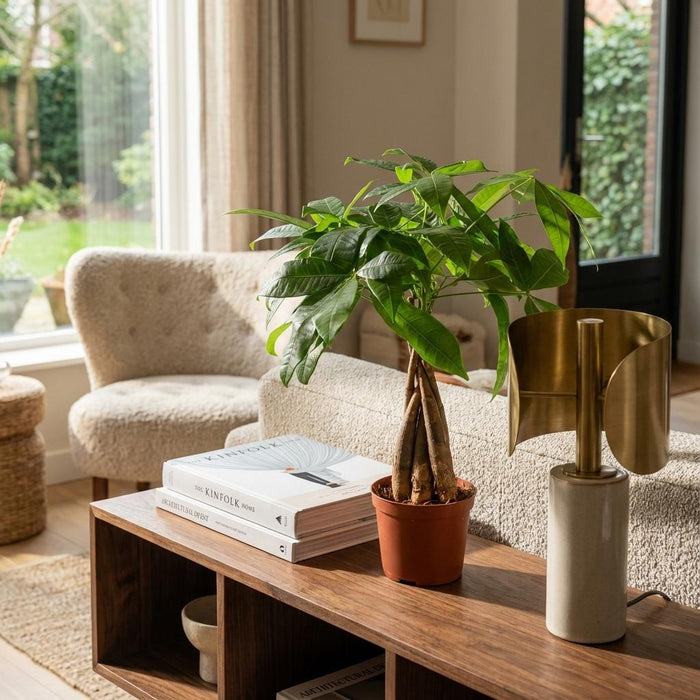 Pachira Aquatica - Geldboom - ↕40-50cm - Ø12cm