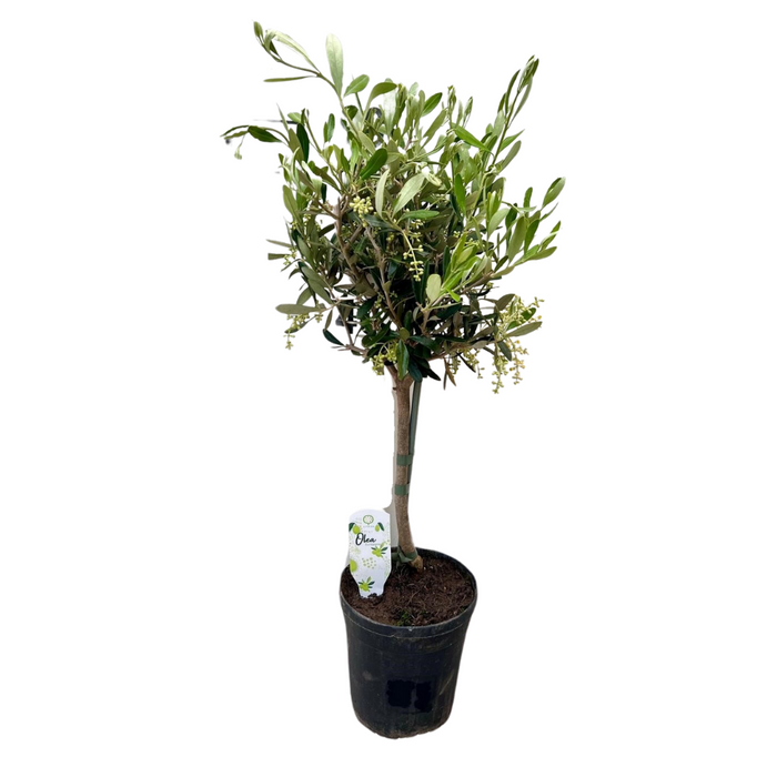 Olea - Olijfboom - ↕60cm - Ø15cm