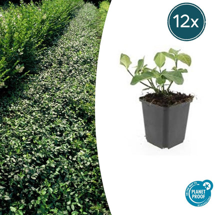 Euonymus fortunei 'Dart's Blanket' - Cappello del cardinale giapponese - ↕10-25cm - Ø9cm - 12x