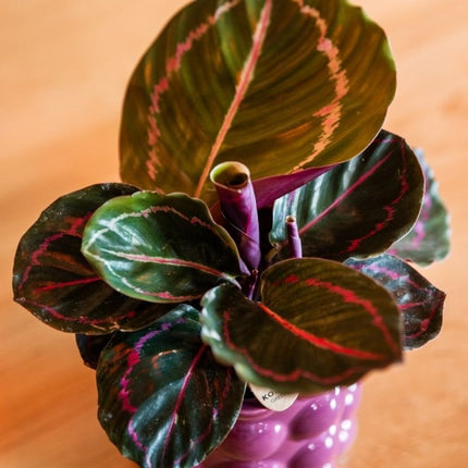 Calathea Dottie - Kolibri Greens - Ø9cm