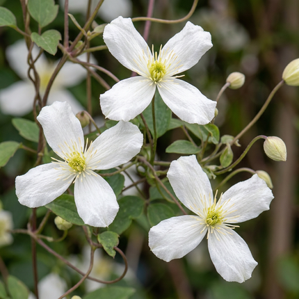 Clematis mont. 'Wilsonii' - Bergclematis 6x - Wit - Klimplant - Ø9cm - ↕35cm