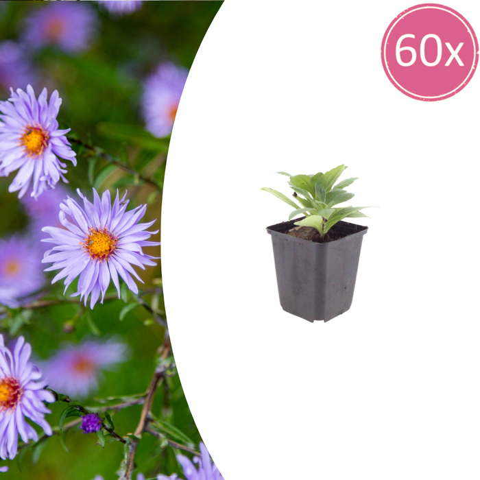 Aster frikartii 'Monch' - Herfstaster - ↕10-25cm - Ø9cm - 60x