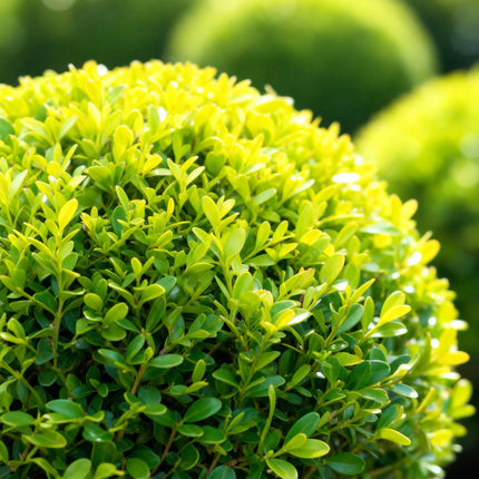 Buxus Bol - BetterBuxus Skylight - Resistant tegen Buxus Schimmel - ↕30cm - Ø26cm