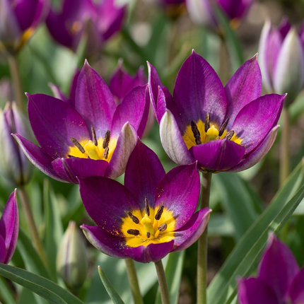 200x Tulipa Persian Pearl - Bloembollen - Tulipa Persian Pearl - Paars - Voorjaarsbloeier - Bolmaat 6/7