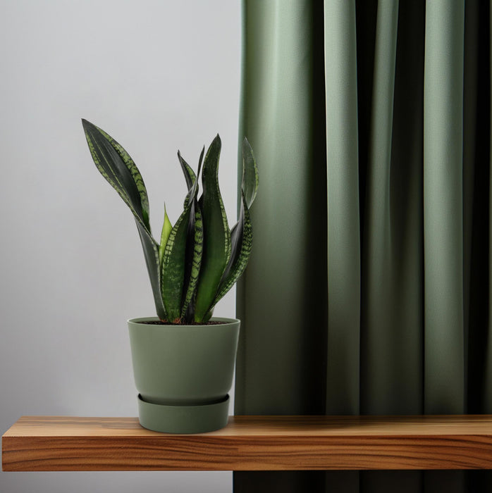 Sansevieria Whitney - Vrouwentong - ↕27cm - Ø12cm