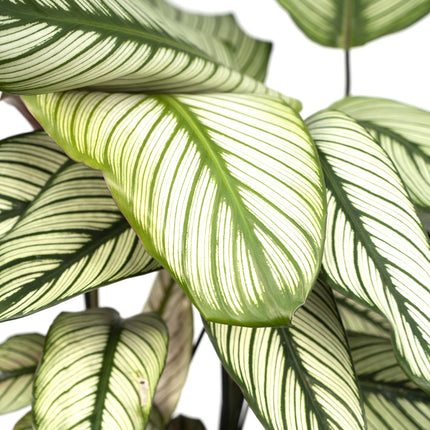 Calathea Whitestar - Pauwenplant - ↕50cm - Ø19cm
