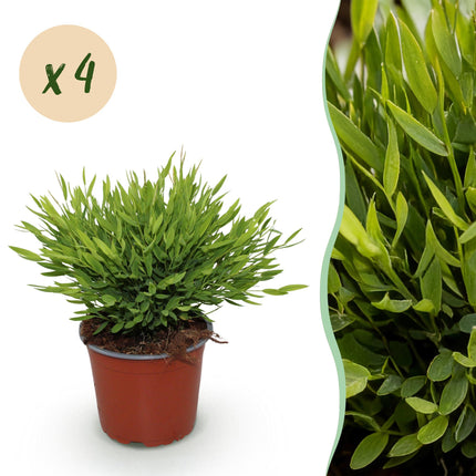 Bamusa Pogonatherum Monica - Bambou d'intérieur - ↕30-35cm - Ø12cm - 4x