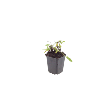 Salvia nemorosa 'Schneehugel' - ↕10-25cm - Ø9cm - 60x