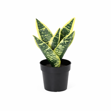 Pianta artificiale Sansevieria laurentii - ↕21cm