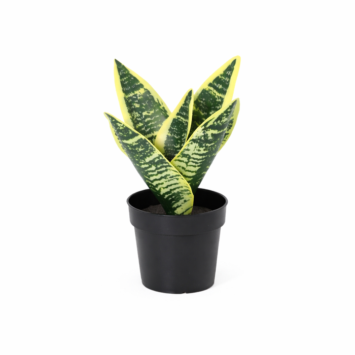 Plante artificielle Sansevieria laurentii - ↕21cm