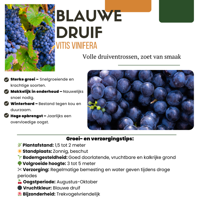 Fruitplanten mix Biologisch - set van 5 verschillende soorten - ↕20-25cm - Ø13cm "Vruchten oase"