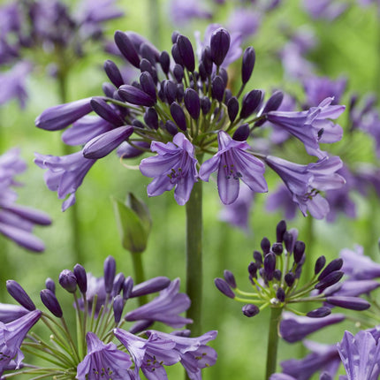 Agapanthus 'Poppin Purple' - lilia afrykańska - ↕30cm - Ø19cm