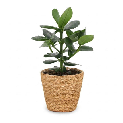 Clusia Princess - met Mand - Pot 12cm - Hoogte - 40cm